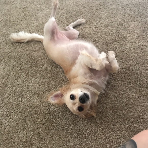 Meet your Posher, Vanessa - Picture 1 of 1